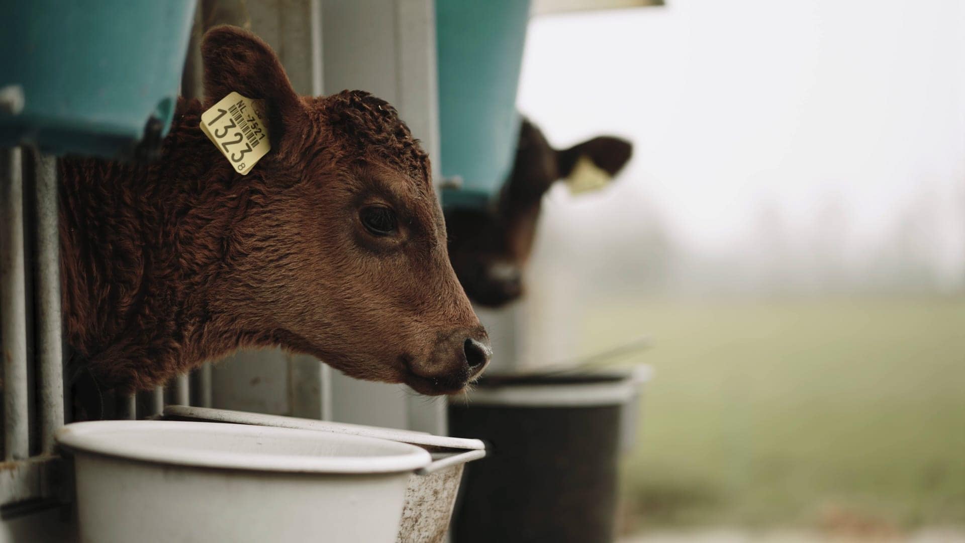 B&B Veerust Kalveren